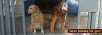 Boarding For Dogs With Medical Needs Near Me Lents